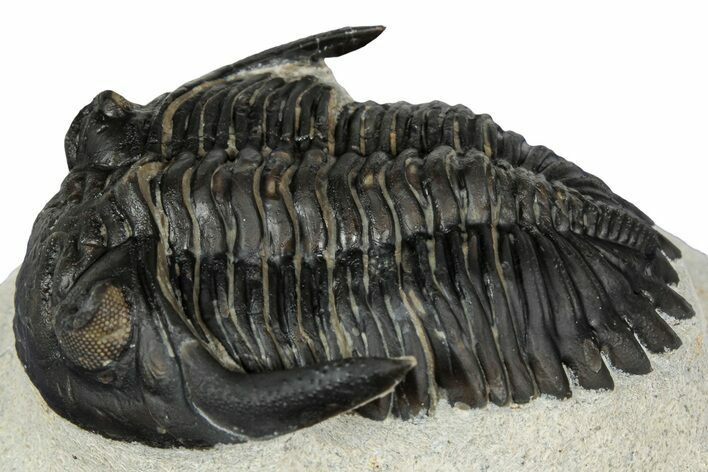 Detailed Hollardops Trilobite - Ofaten, Morocco #347776